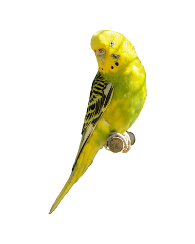 طوطی طوطی